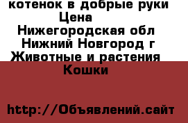 котенок в добрые руки › Цена ­ 10 - Нижегородская обл., Нижний Новгород г. Животные и растения » Кошки   